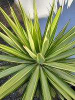 Yucca Palme selten hellgrün mit dunkelgrünen Rändern Baden-Württemberg - Wiesloch Vorschau