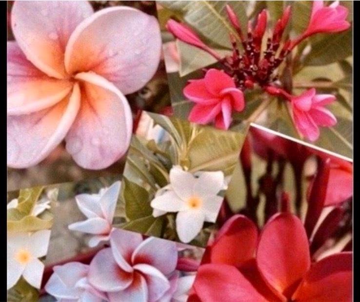 Plumeria Frangipani ca. 1,5 Jahre Tempelbaum Hawaii duftend in Berlin