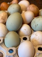 Frische - grüne - Eier aus freilandhaltung Schleswig-Holstein - Seedorf Vorschau