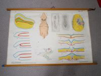 Histologie Embryo Organe Wandtafel Rollkarte Schulplakat Bio Lehr Berlin - Spandau Vorschau