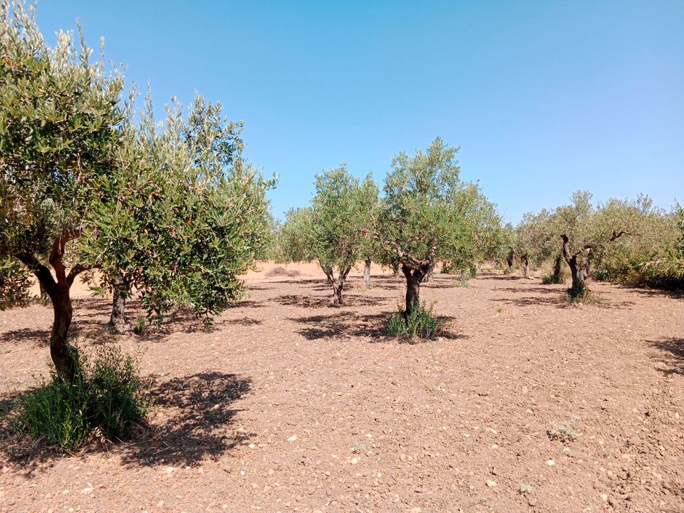 Erweiterbarer Olivenhain in Mazara del Vallo / Sizilien in Wangen im Allgäu