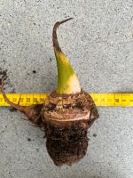 Colocasia Jack‘s Giant Mutterknolle Bayern - Bad Abbach Vorschau