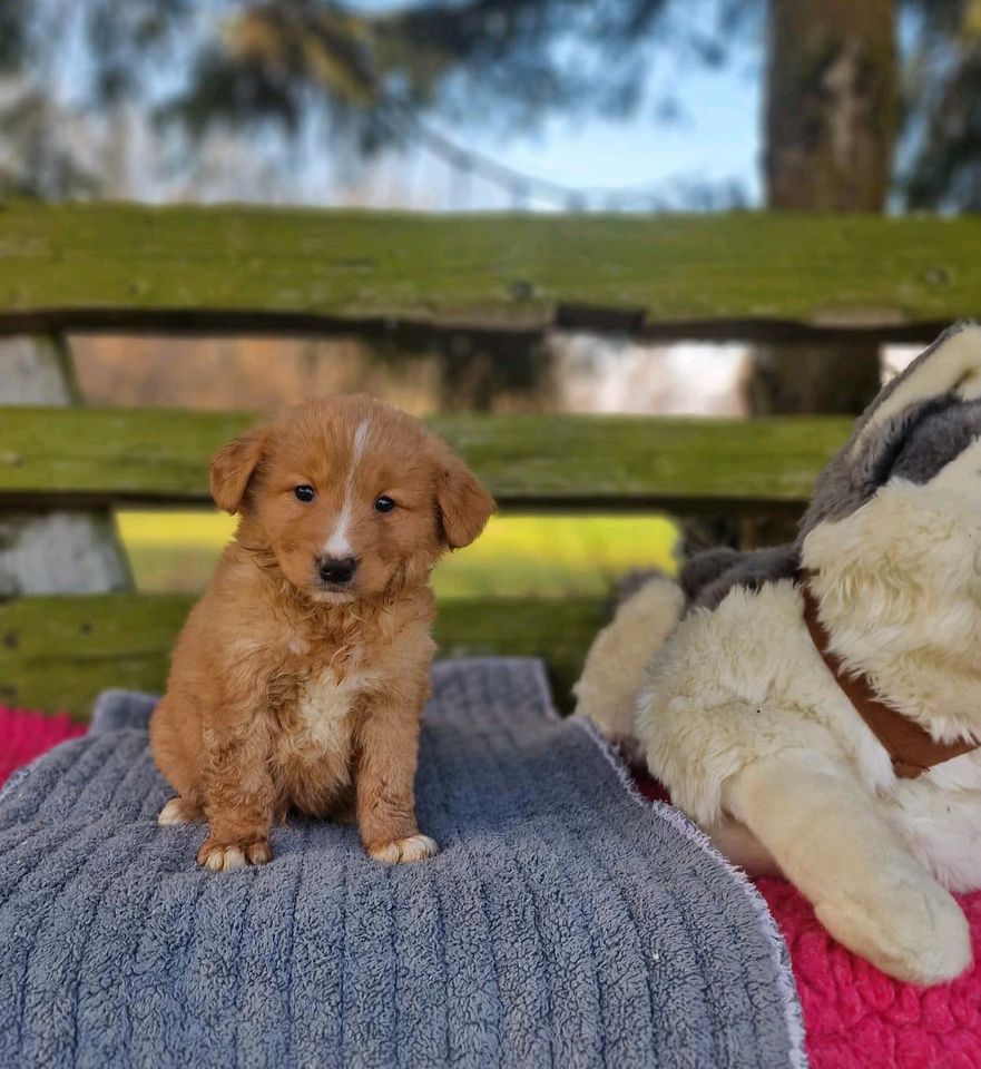 Nova Scotia Duck Tolling Retriever Welpen mit Ahnentafel in Eckartsberga