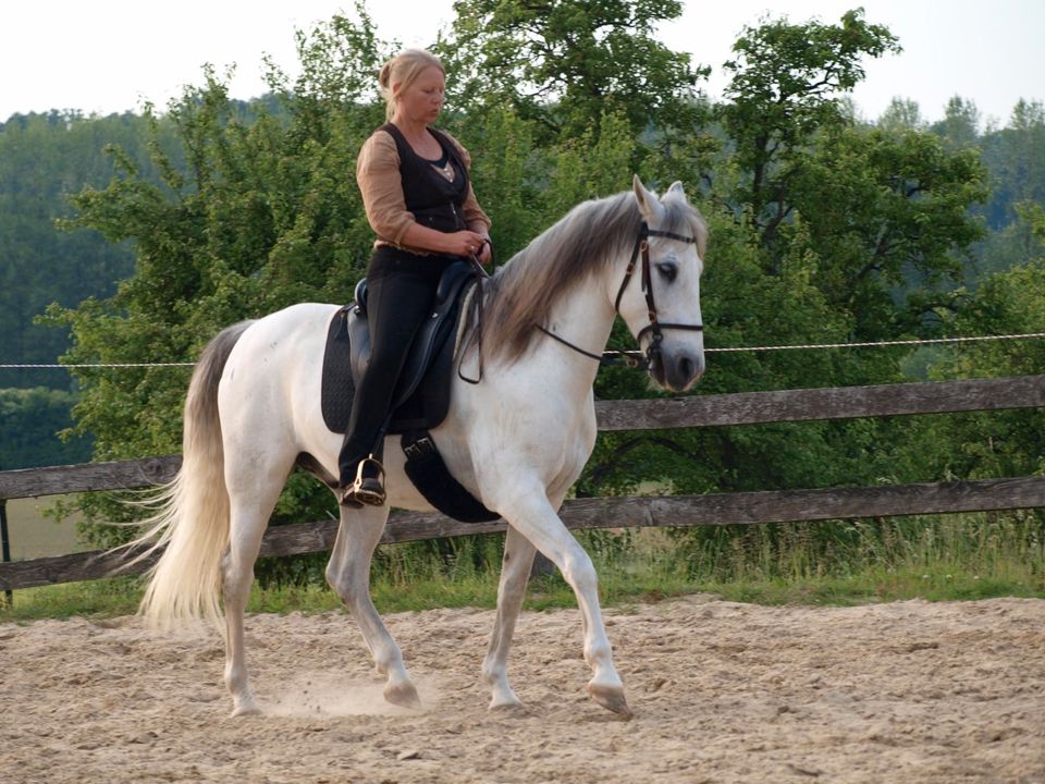 Beritt und Fortbildung  für Pferde, Kleinpferde und Ponys in Hambühren