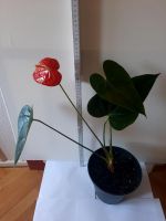 Anthurium/Flamingoblume Berlin - Zehlendorf Vorschau