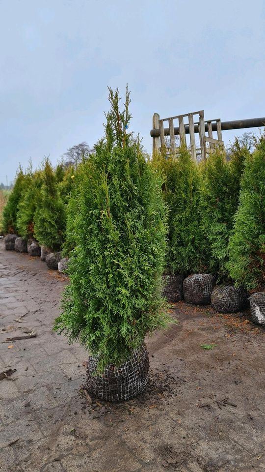 Thuja Lebensbaum Baum Heckenpflanze Hecke Brabant Smaragd in Verl