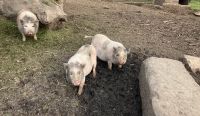 Minischweine Niedersachsen - Schöningen Vorschau