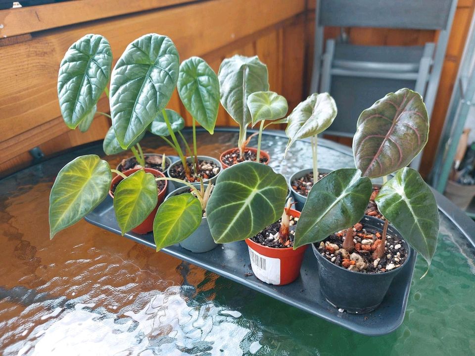 Zimmerpflanzen Peperomia Syngonium Alocasia in Hausham