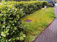 Gartenpflege nach ihren Wünschen! Nordrhein-Westfalen - Erkrath Vorschau