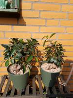 Bonsai Birkenfeige Hamburg-Nord - Hamburg Langenhorn Vorschau
