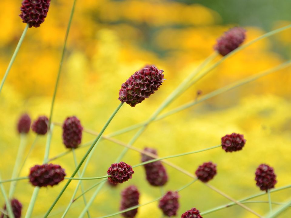 15 Samen Roter Wiesenknopf,Sanguisorba menziesii,Biene,Teichufer in Großrosseln