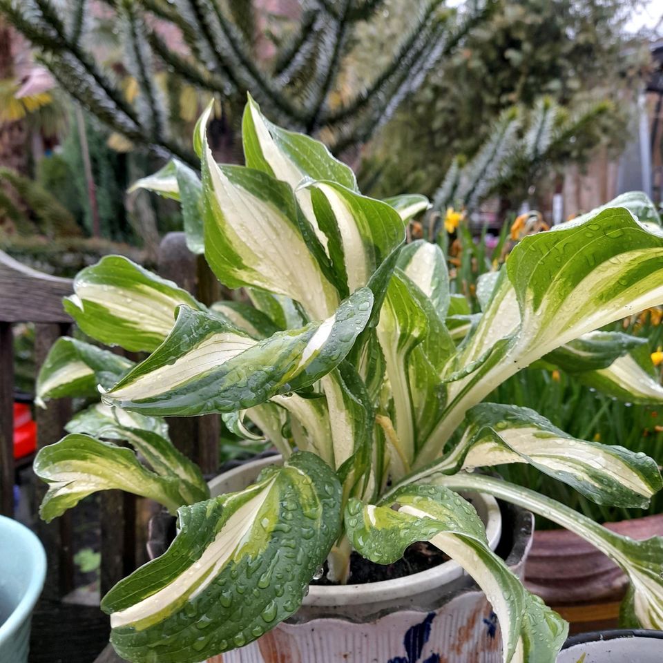 Hosta Funkie  kräftige Ableger im Topf in Steinfurt