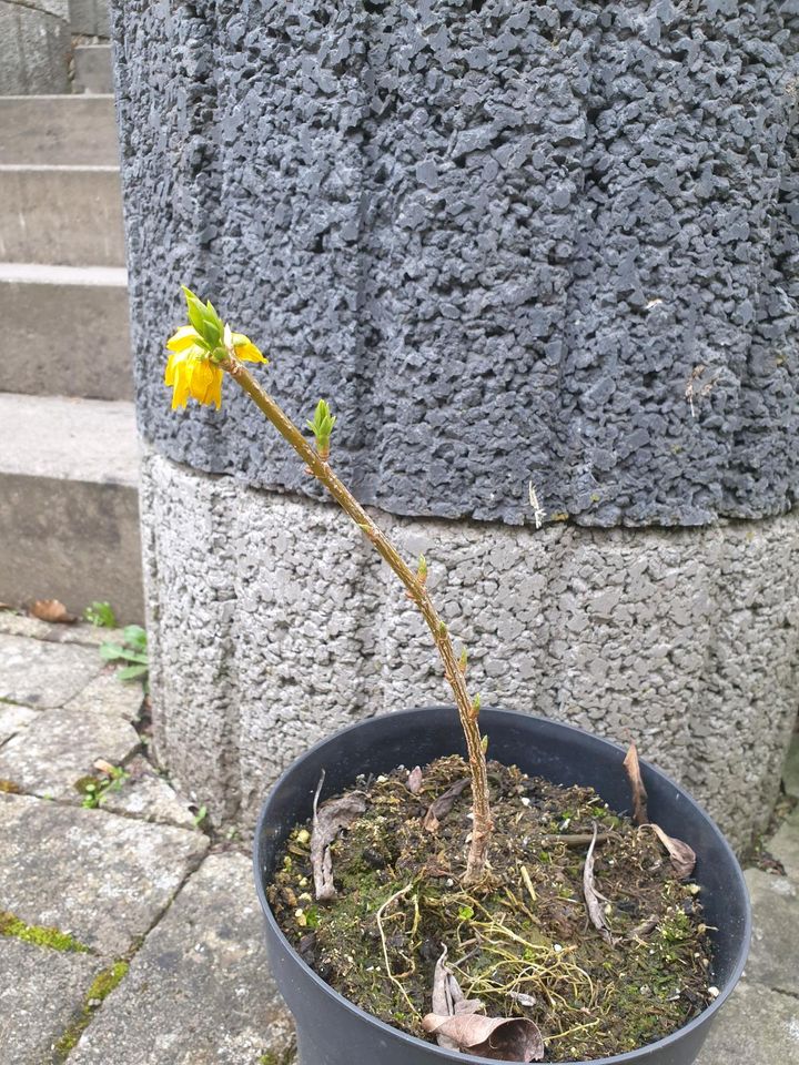 Forsythia variegata ☆ Goldglöckchen in Hauptstuhl