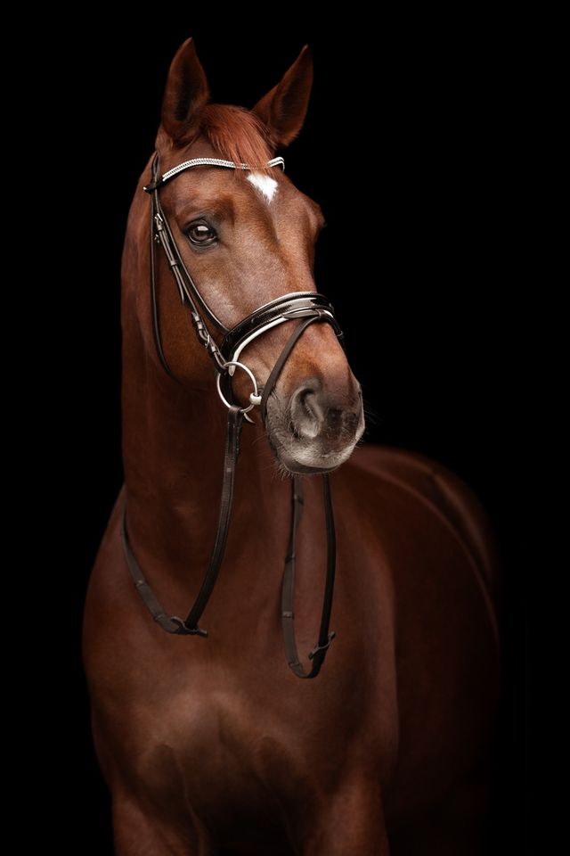 Fotoshooting - Pferd vor schwarzem Hintergrund in Fürstenau