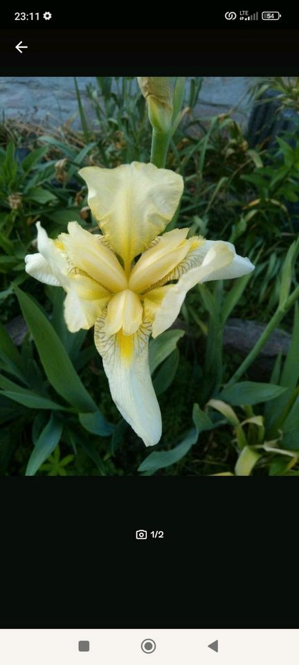 Iris Schwertlilie weiß-gelb in Halle