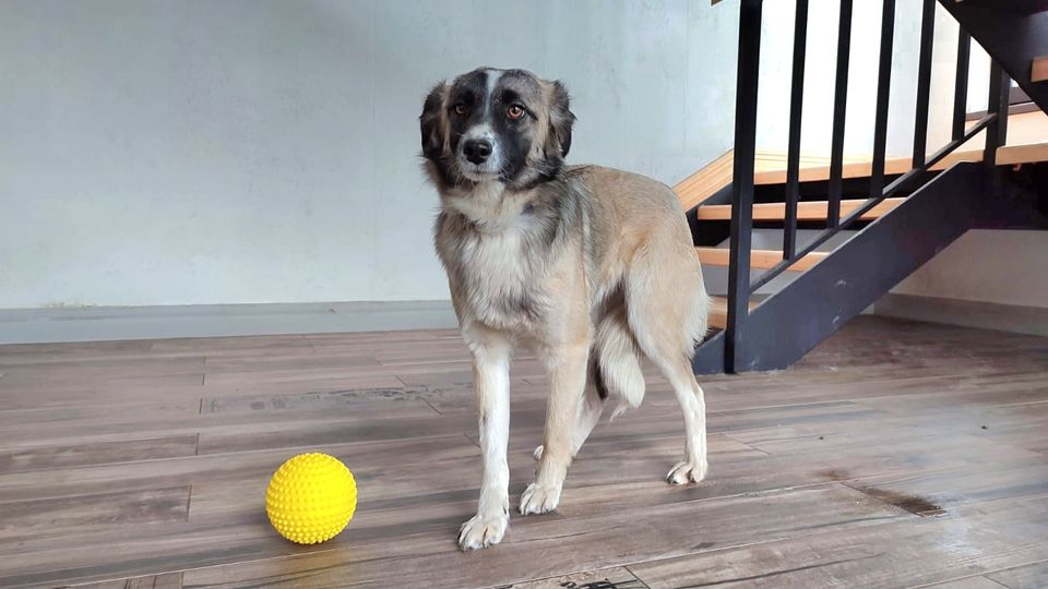 Tierschutz - Schöne Adele sucht eine Familie! in Düsseldorf