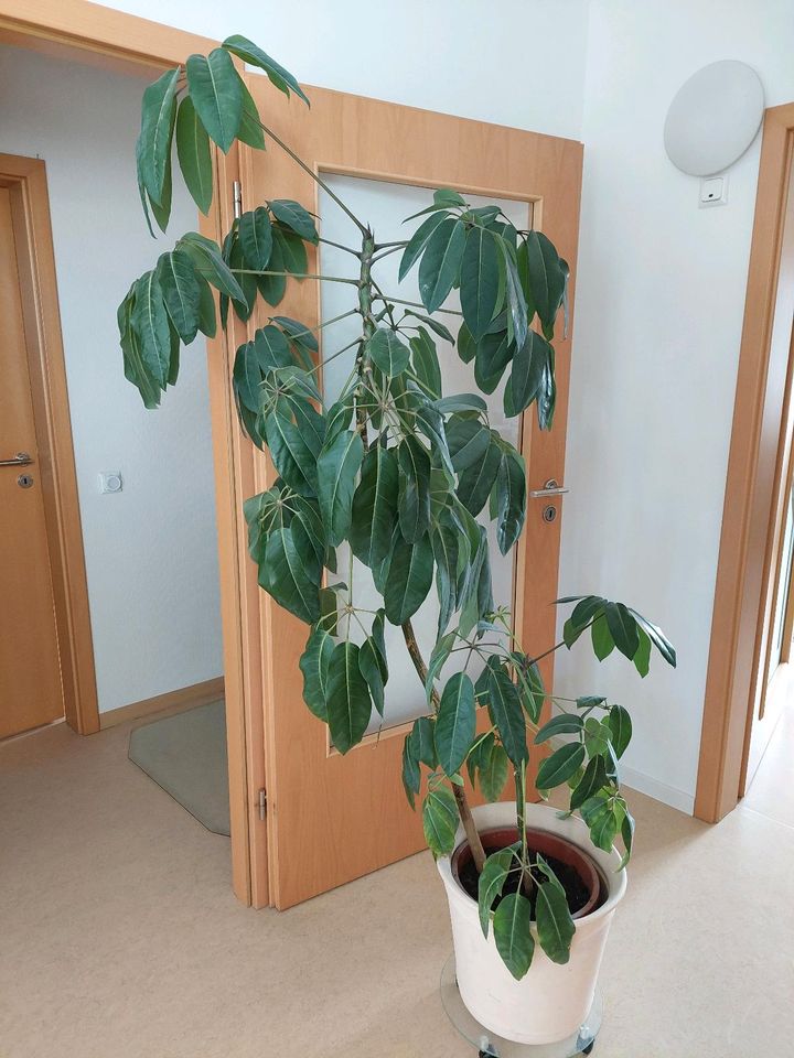 Zimmerpflanze, ca. 190cm hoch in Bad Wildungen