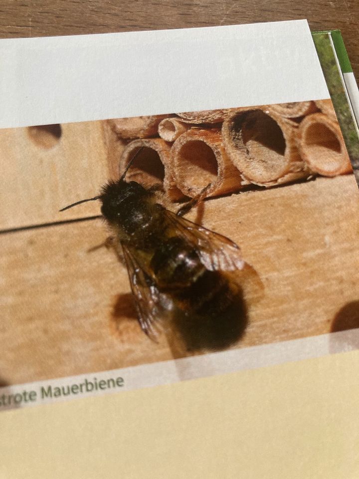 GESUCHT: Bambus, Holunder, Schilf zum Bau von Insektenhotels in Hennef (Sieg)