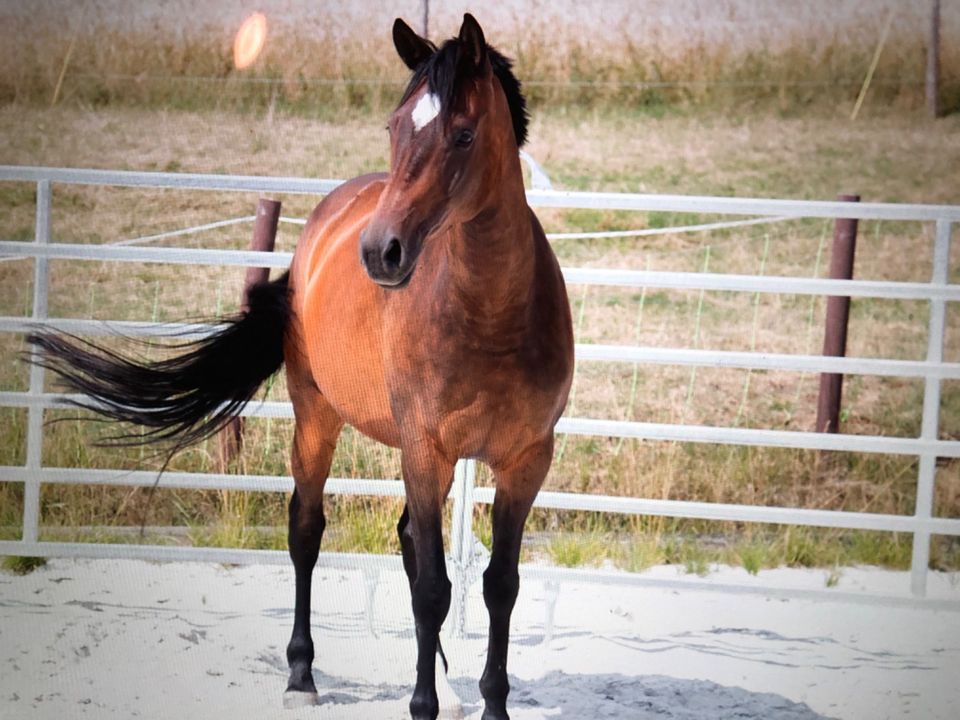 Reitbeteilugung in Neustadt b.Coburg