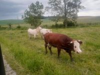 9kg Fleischpakete vom Weiderind, Rindfleisch Baden-Württemberg - Oberstadion Vorschau