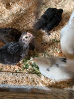 Hühner Küken aus Hobbyhaltung Nordrhein-Westfalen - Jüchen Vorschau