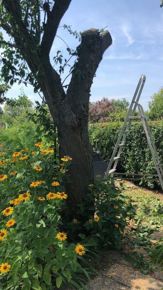 Baumfällung  Baum fällen  Problemfällung  Rodung  Fällung in Berlin