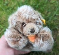 Steiff Bär Floppy Zotty 5507/17 17cm Nordrhein-Westfalen - Bad Honnef Vorschau