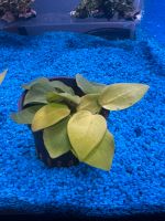 Anubias nana Yellow Heart Nordrhein-Westfalen - Kamen Vorschau