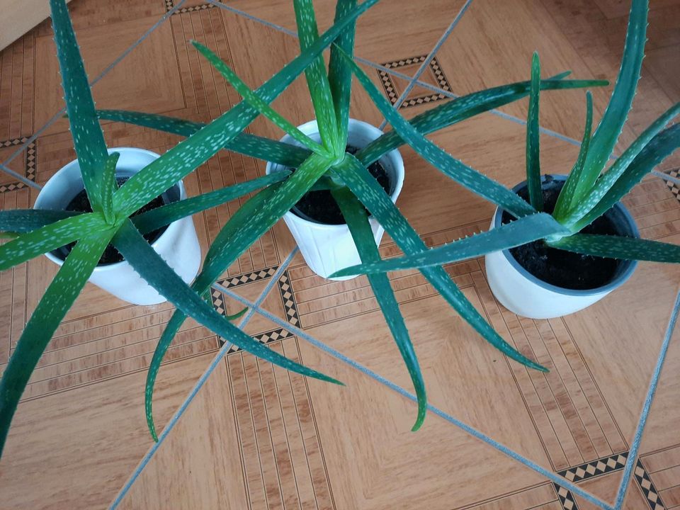 Aloevera Bio Pflanzen 7 Stück in Detmold