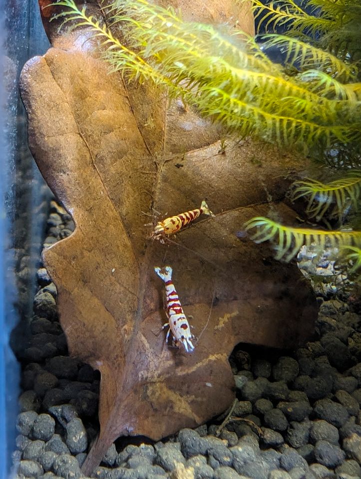 Red Fancy Tiger Caridina Garnelen 10er Gruppe in Arnsberg