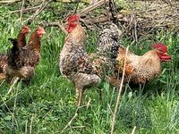 Bielefelder Kennhuhn Nordrhein-Westfalen - Heinsberg Vorschau