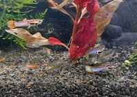 Endler Guppy - Weibchen 0,25€ / Männchen 0,50€ Bayern - Ilmmünster Vorschau