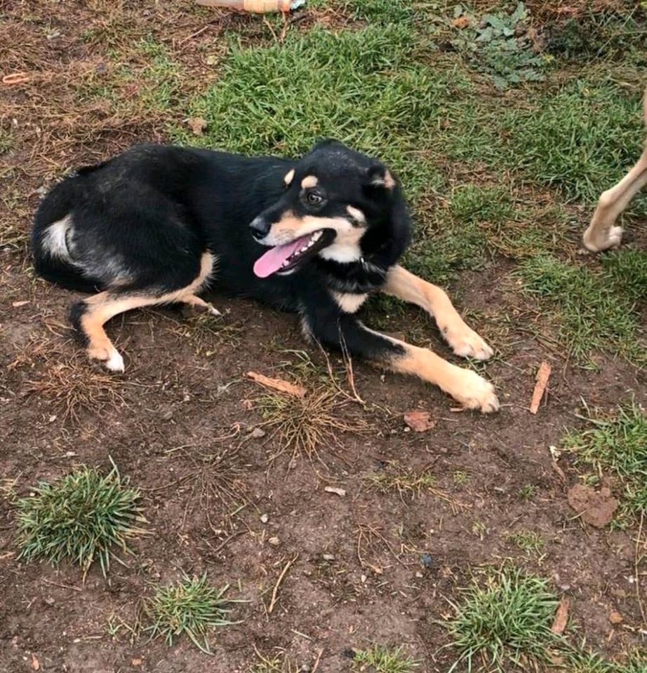 Joey - Schönheit auf der Suche nach dem großen Glück in Rastede