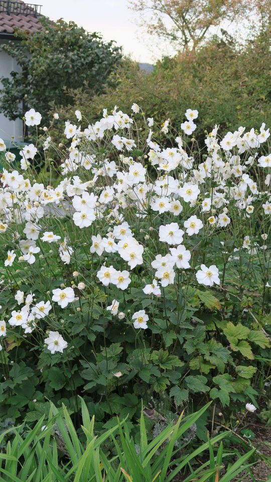 Weiße Anemone, hübsche Herbst-Gartenpflanze in Oberteuringen