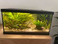 EHEIM 60cm / 54 L Aquarium // JBL Filter + Heizstab Essen - Rüttenscheid Vorschau