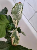 Coffea variegata - absolute Rarität! Buchholz-Kleefeld - Hannover Groß Buchholz Vorschau