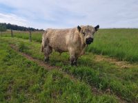 Bio Galloway Bulle Rheinland-Pfalz - Ratzert Vorschau