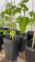 Tomatenpflanzen - leckere, samenfeste Raritäten! Freiburg im Breisgau - Heuweiler Vorschau