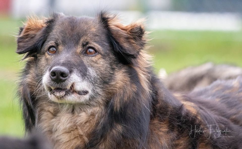 Putziger ELMO ❤️ aus dem Tierschutz sucht seine Menschen in Erftstadt