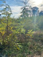 Robinie (Akazie) Bäume zum Aufforsten Wald Forst Setzlinge Baum Brandenburg - Neuzelle Vorschau