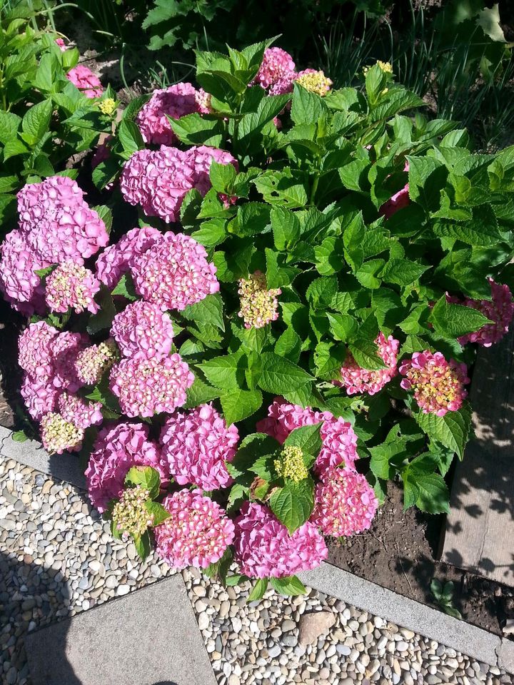 Rosablühende Hortensie in Wadgassen