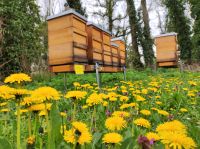 Bienen KOMPLETTSET! Mit Königin und Beute! Selber imkern Brandenburg - Ludwigsfelde Vorschau