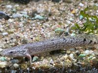 Aquaristik/Zubehör/Fische/ Beratung/ Teich. EHEMALIGE ZOOHAUS ELM Kreis Pinneberg - Halstenbek Vorschau