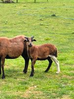 Kamerunschaf Bock Heinrich Schaf Lamm 3,5 Monate Kameruner Sachsen - Delitzsch Vorschau