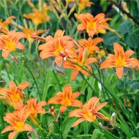 Staude Blume Gelb Orange Taglilie Pflanzen Brandenburg - Neuenhagen Vorschau