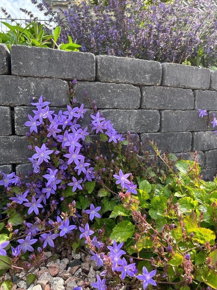 Glockenblume Campanula porscharskyana Bodendecker Bienenweide in Uelzen