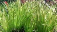 ⭐☘️Blyxa japonica Japanisches Fadenkraut Aquarium Niedersachsen - Meppen Vorschau