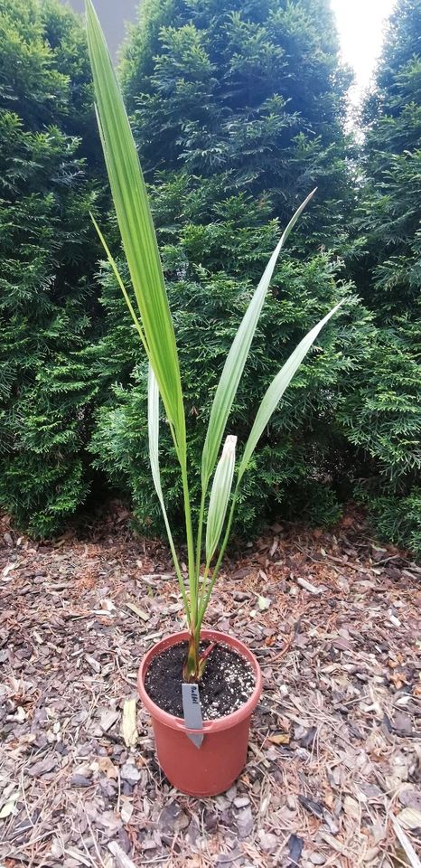 Echte Dattelpalme, Medjool Dattelpalme, Phoenix dactylifera in Kriebstein