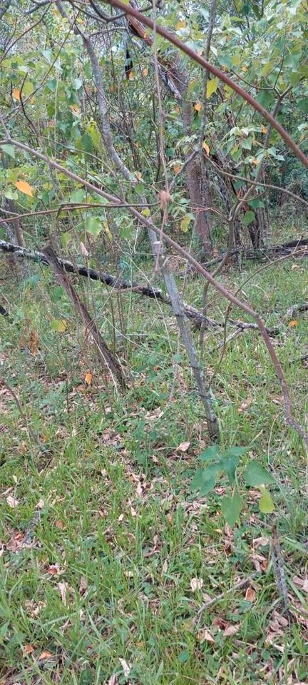 Grundstück mit 10,75 Hektar in Yatayty del Guaira Paraguay in Burkhardtsdorf