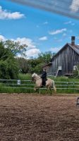 Graufalbwindfarbe Isländer, Island wallach, taktklarer  Tölt, Bayern - Schwifting Vorschau